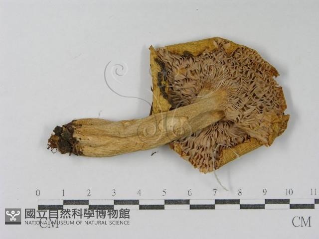 登錄號:F0016410藏品圖，第3張