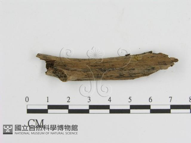 登錄號:F0021410藏品圖，第3張