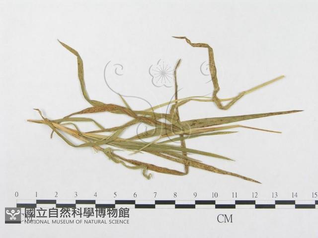 登錄號:F0011410藏品圖，第1張