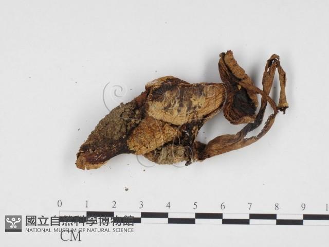 登錄號:F0024410藏品圖，第3張