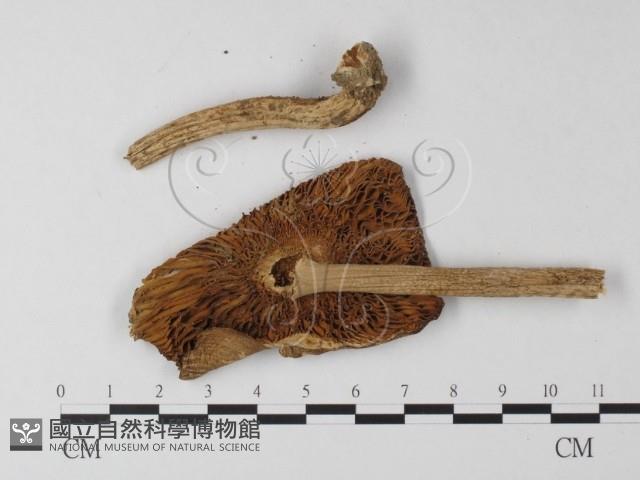 鵝膏屬藏品圖，第3張