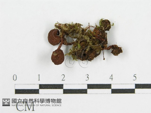 登錄號:F0014410藏品圖，第3張