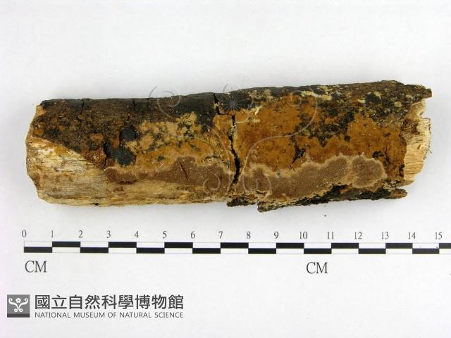 登錄號:F0002410藏品圖，第1張