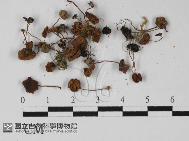 登錄號:F0027410藏品圖，第3張