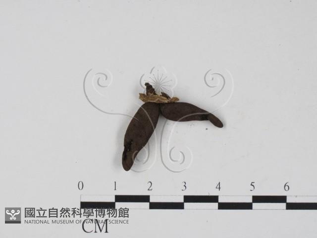 登錄號:F0007410藏品圖，第3張