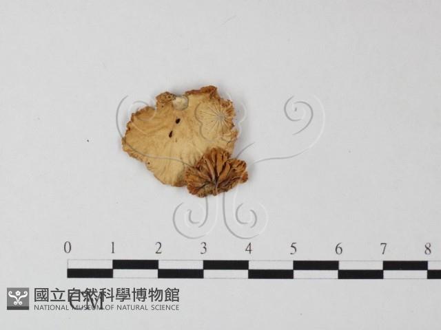 登錄號:F0025410藏品圖，第3張