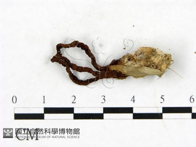 登錄號:F0023410藏品圖，第3張