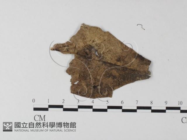 小皮傘屬藏品圖，第3張