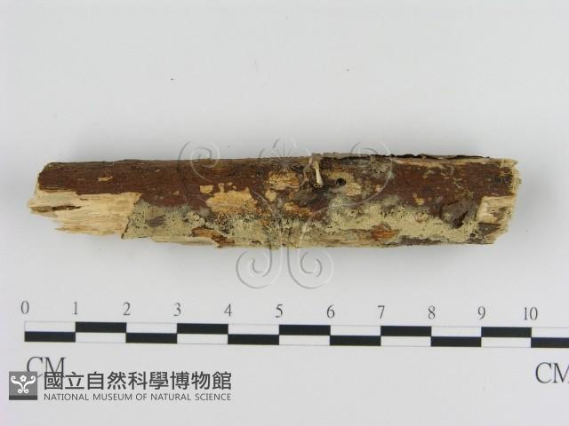 登錄號:F0008710藏品圖，第3張