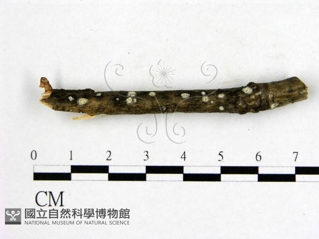 射脈菌屬藏品圖，第3張