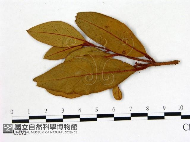 登錄號:F0020710藏品圖，第3張