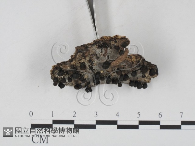 登錄號:F0007710藏品圖，第3張