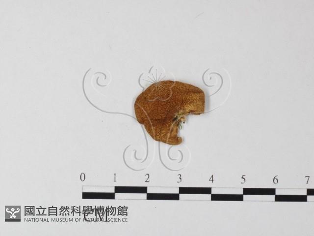 登錄號:F0017710藏品圖，第3張