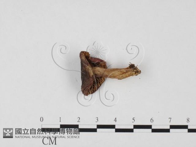 登錄號:F0025710藏品圖，第3張