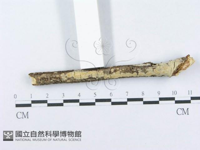 登錄號:F0015710藏品圖，第3張