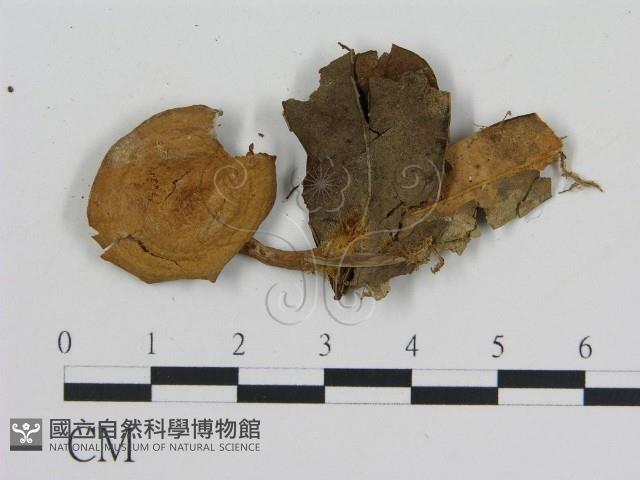 登錄號:F0009710藏品圖，第3張