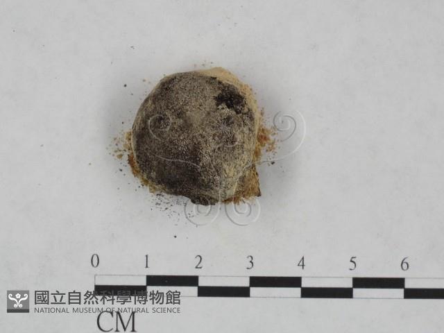 登錄號:F0019710藏品圖，第3張