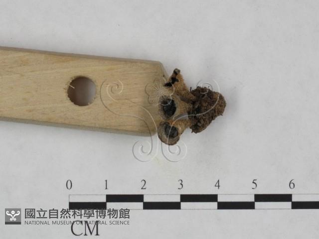 登錄號:F0023710藏品圖，第3張