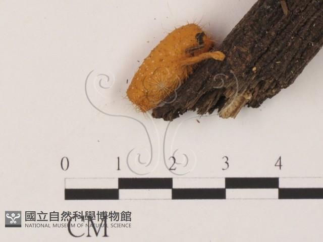 登錄號:F0003710藏品圖，第3張