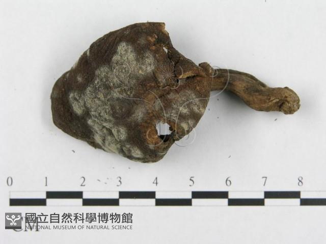 肉齒菌屬藏品圖，第3張