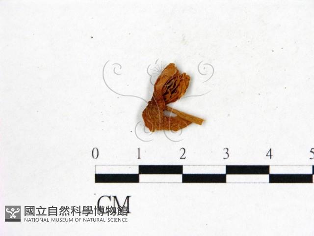 登錄號:F0008510藏品圖，第3張