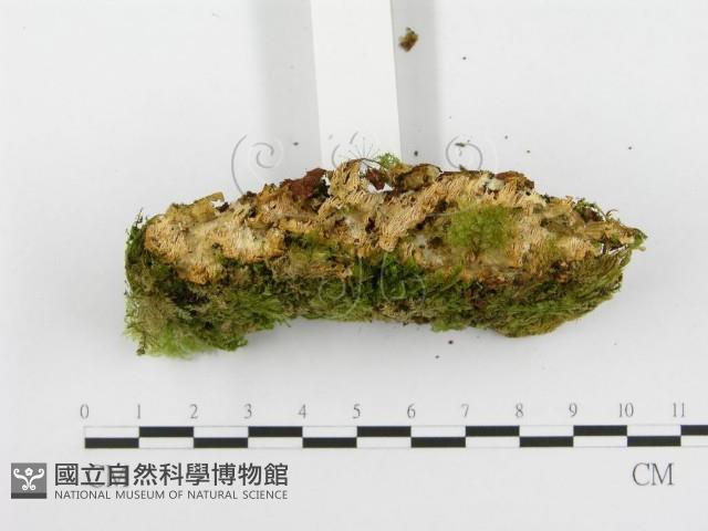 登錄號:F0020510藏品圖，第3張