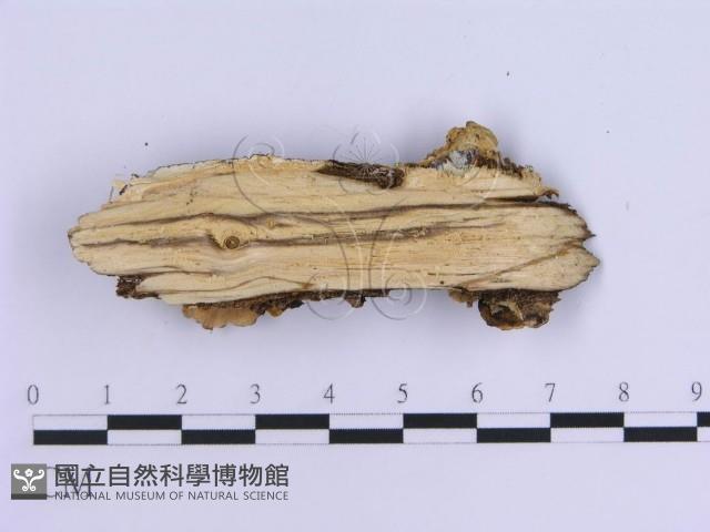 登錄號:F0004510藏品圖，第3張