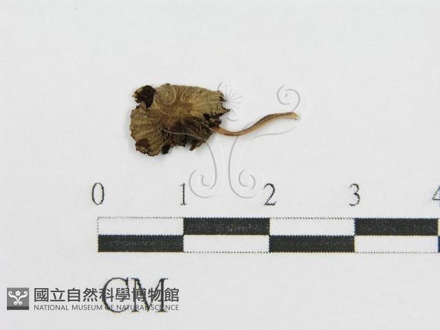 登錄號:F0014510藏品圖，第3張