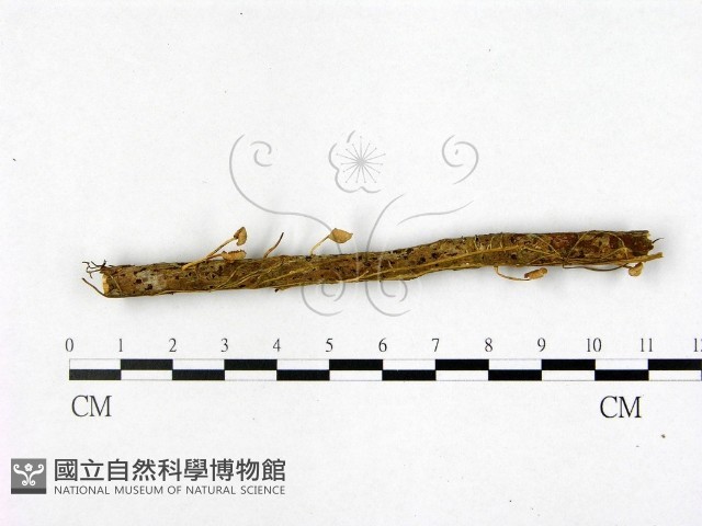 登錄號:F0022510藏品圖，第3張