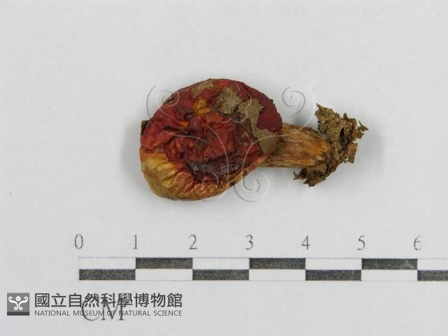 紅菇屬藏品圖，第3張