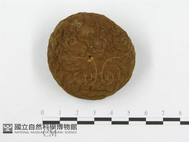 頭狀禿馬勃藏品圖，第3張