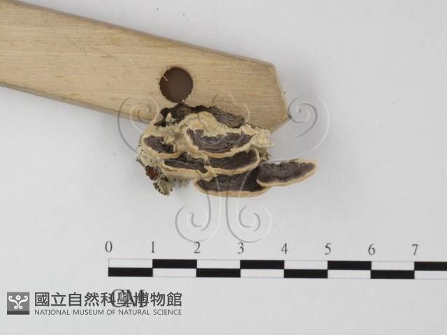 登錄號:F0025510藏品圖，第3張