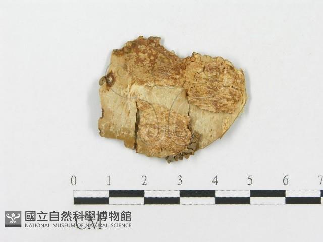 登錄號:F0009510藏品圖，第3張