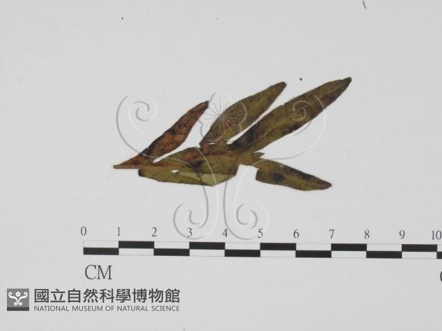 登錄號:F0019510藏品圖，第3張