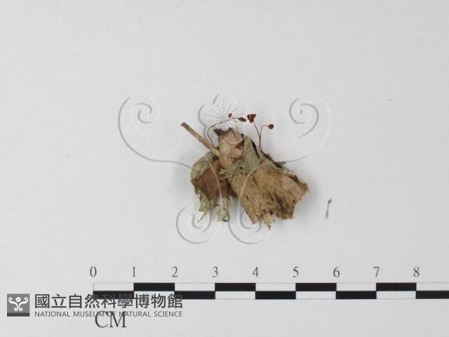 登錄號:F0023510藏品圖，第3張