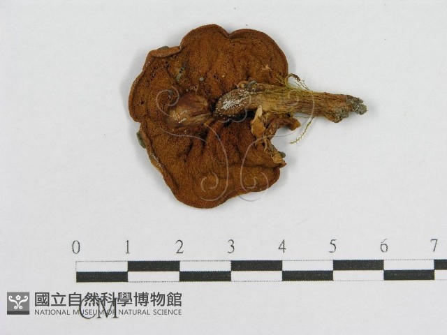 登錄號:F0003510藏品圖，第3張