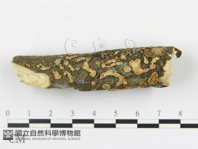登錄號:F0013510藏品圖，第3張