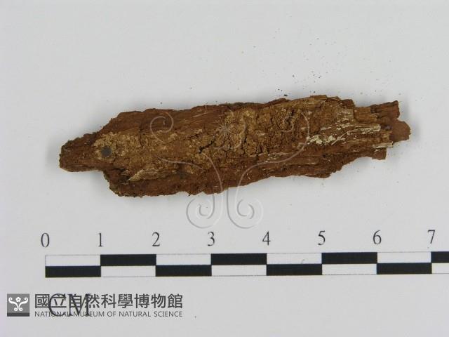 絲皮菌屬藏品圖，第3張
