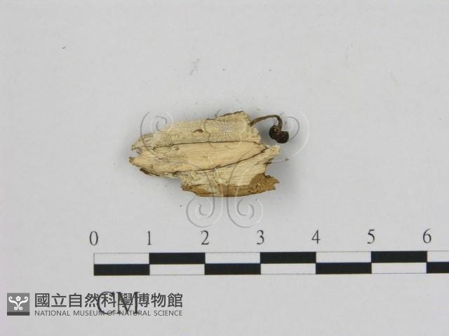 登錄號:F0010110藏品圖，第3張