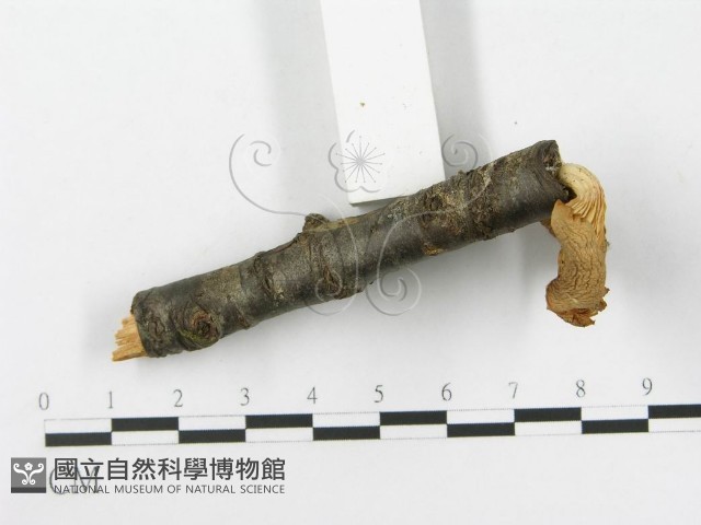 側耳屬藏品圖，第3張