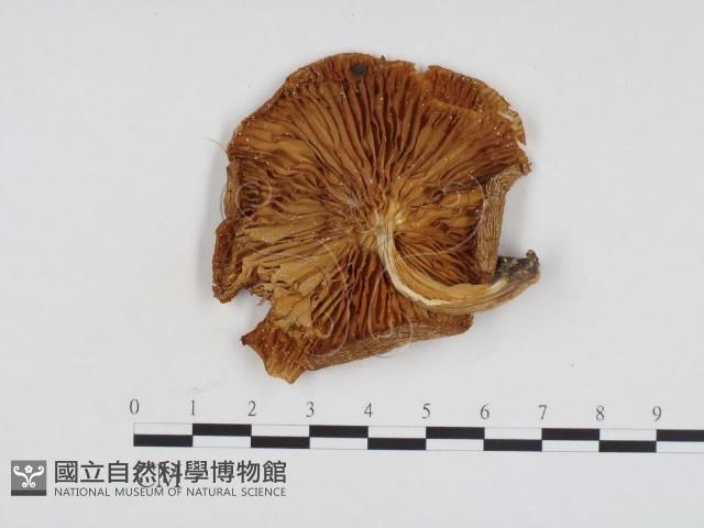 登錄號:F0024110藏品圖，第3張