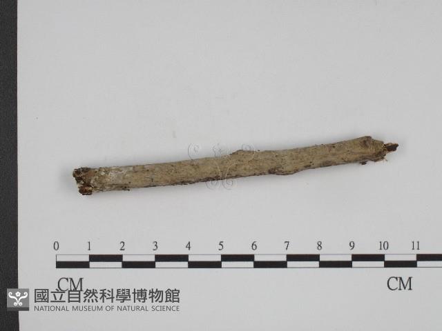 登錄號:F0004110藏品圖，第3張