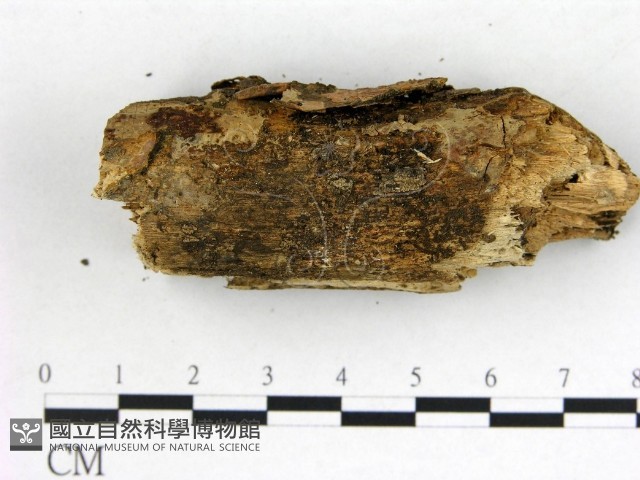 登錄號:F0022110藏品圖，第3張