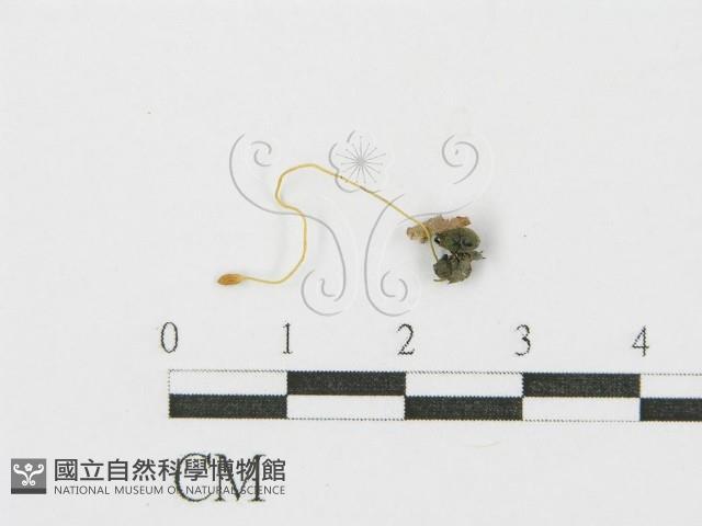 登錄號:F0002110藏品圖，第3張