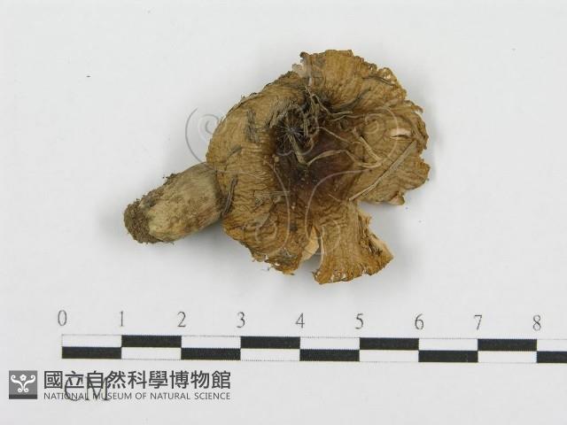 紅菇屬藏品圖，第3張