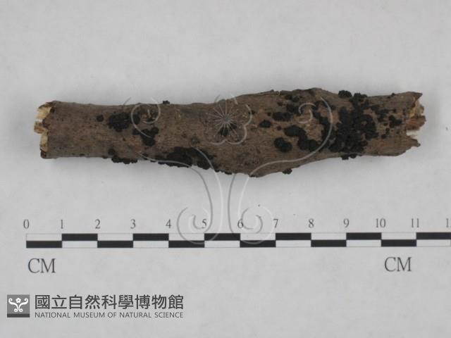 炭角菌屬藏品圖，第3張