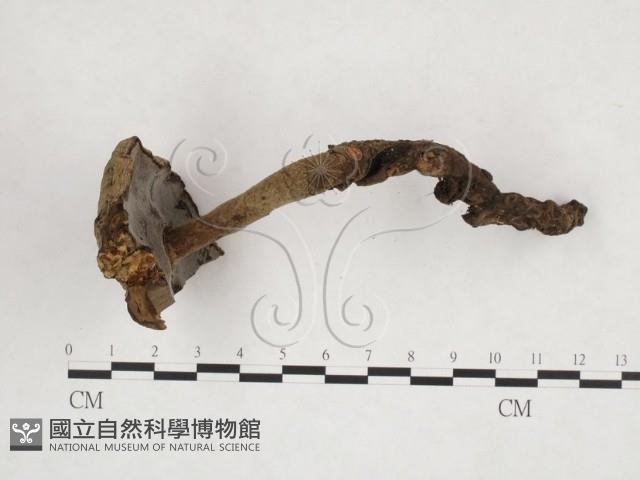 登錄號:F0015110藏品圖，第3張