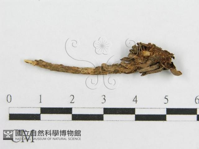 微皮傘屬藏品圖，第3張