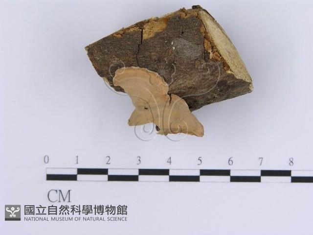 蠔韌革菌藏品圖，第3張