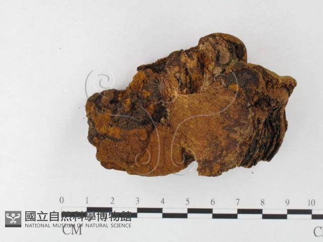 桑黃藏品圖，第3張